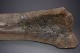 Fossil Hadrosaur Femur With Metal Stand - Montana #352273-6